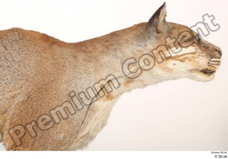 Asian golden cat Catopuma Temminckii head neck 0001.jpg